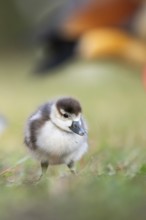Egyptian goose (Alopochen aegyptiaca) cute chick on a meadow at the shore of a lake, Bavaria,