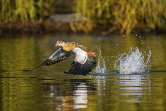 Flying Egyptian goose (Alopochen aegyptiaca) starting from a lake, invasive species, Bavaria,