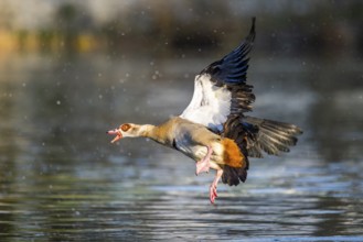 Egyptian goose (Alopochen aegyptiaca) aggressively attacking other seabirds on a lake, invasive