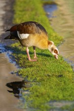 Egyptian goose (Alopochen aegyptiaca) at the shore of a lake, Bavaria, Germany