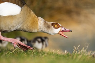 Portrait of an Egyptian goose (Alopochen aegyptiaca) aggressively hissing at the shore of a lake,