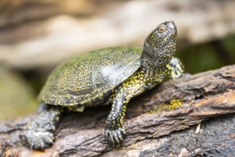 European pond turtle (Emys orbicularis) on a rock, Bavaria, Germany