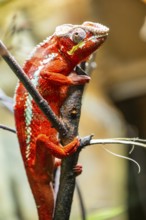 Red Panther chameleon (Furcifer pardalis) in a bush, captive, Bavaria, Germany