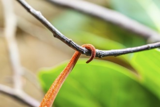 Red Panther chameleon (Furcifer pardalis), tail, detail, skin, captive, Bavaria, Germany