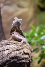 Close-up of a frill-necked lizard (Chlamydosaurus kingii) on a tree