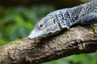 Blue-spotted tree monitor (Varanus macraei) on a branch, portrait, captive, Germany