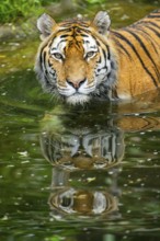Siberian tiger (Panthera tigris tigris) walking in a lake, captive, Germany