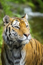 Siberian tiger (Panthera tigris tigris), portrait, captive, Germany