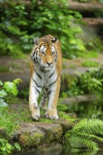 Siberian tiger (Panthera tigris tigris) walking through bushes on a rainy day, captive, Germany