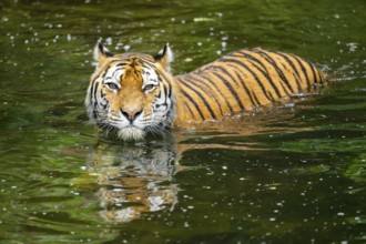 Siberian tiger (Panthera tigris tigris) swimming in a lake, captive, Germany