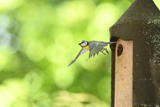 Eurasian blue tit (Cyanistes caeruleus) flying away from a bird house, Bavaria, Germany