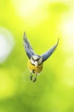 Eurasian blue tit (Cyanistes caeruleus) flying, Bavaria, Germany, Europe: