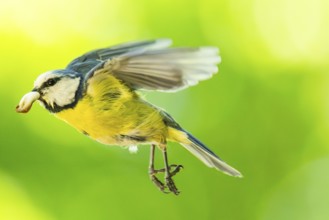 Eurasian blue tit (Cyanistes caeruleus) flying, Bavaria, Germany, Europe: