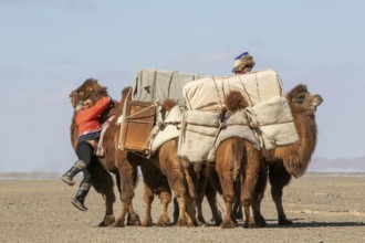 Two Mongolian nomads load their two-humped Bactrian camels (Camelus bactrianus) for their migration