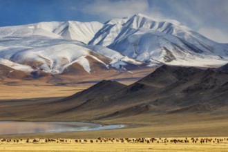In autumn, livestock graze with the snow-capped peak of Tsast Uul (Tsambagarav) in the Mongol-Altai