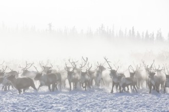 Reindeer (Rangifer tarandus) belonging to the Nenets ethnic group during their winter migration on