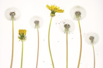 Taràssaco comune (Taraxacum officinale)