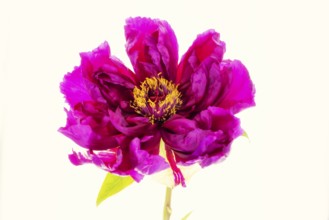 Peony (Paeonia)
