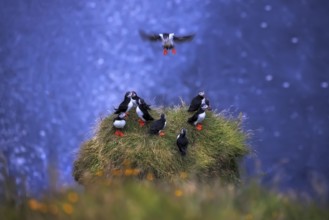Atlantic puffins (Fratercula arctica) on the cliffs of Dyrhólaey, South Coast, Iceland