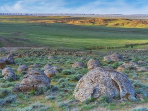 The large spherolites (concretions) at Torysh, with over 500–600 spheres of various sizes covering