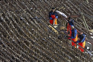 Workers hanging stockfish on wooden racks (hjell) outdoors in winter, Reine village, Lofoten,