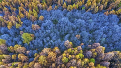 Autumn foliage in Ossola, Piedmont region, northern Italy
