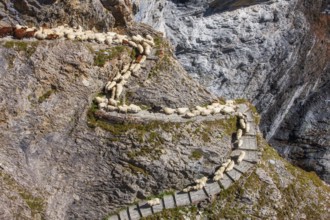Sheep transhumance in autumn at Gemmi Pass, Leukerbad, Valais, Switzerland