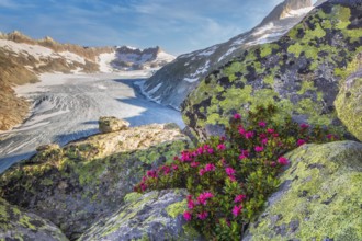 Blooming Alpine Rhododendron (Rhododendron ferrugineum), the Alpine Rose, with a view of the Rhone