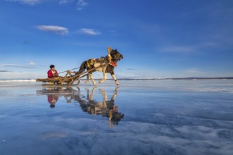 A local resident from northern Mongolia crosses Khuvsgul Lake, which is icy on slits drawn by a