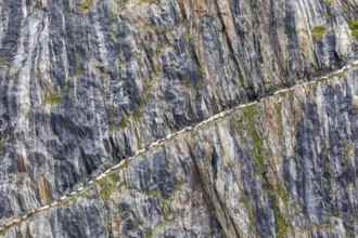 Sheep transhumance in autumn at Belalp, Leukerbad, Valais, Switzerland