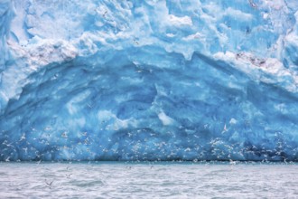 Black-legged kittiwake (Rissa tridactyla) feeding at the Arctic sea near a glacier tongue, Svalbard