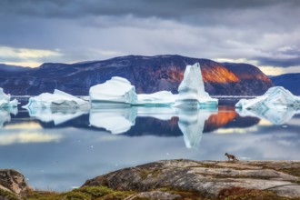 Arctic fox (Vulpes lagopus) observing icebergs floating in the bay near Ataa village at sunset,