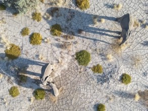 Elephant (Loxodonta africana), aerial view of the desert adapted elephants, subspecies referred to