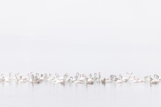 Juvenile and adult Greater Flamingos (Phoenicopterus roseus), Least Concern (LC), floating in