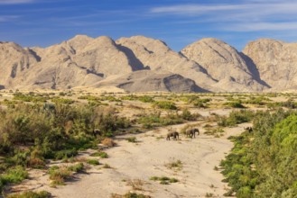 Elephant (Loxodonta africana), the desert adapted elephants, subspecies referred to as Loxodonta