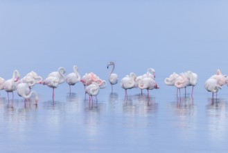Greater Flamingo (Phoenicopterus roseus), Least Concern (LC), resting in shallow water, Ramsar