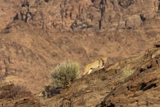 Desert lion (Panthera leo), Vulnerable (IUCN Red List), two lions surveying from rocky outcrops,
