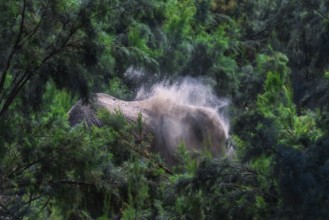 The types of feeding activity depend to variations in rainfall. During cold and dry season the