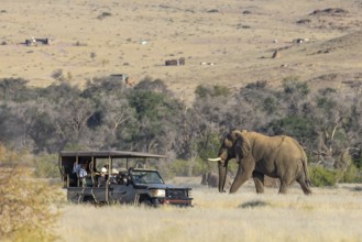 Elephant (Loxodonta africana), the desert adapted elephants, subspecies referred to as Loxodonta