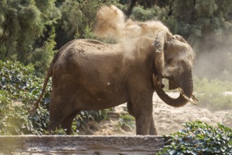 Elephant (Loxodonta africana), the desert adapted elephants, subspecies referred to as Loxodonta