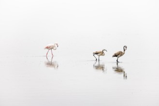 Greater Flamingo (Phoenicopterus roseus), Least Concern (LC), one adult and two juvenile walking in