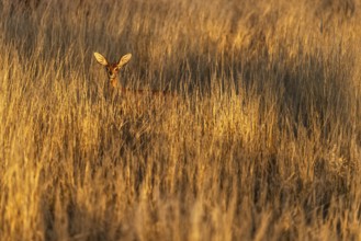Damara dik-dik (Madoqua damarensis), wide savannah area with tall grasses serving as pasture for