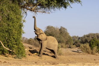 Elephant (Loxodonta africana), the desert adapted elephants, subspecies referred to as Loxodonta