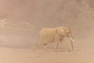 Elephant (Loxodonta africana), the desert adapted elephants, subspecies referred to as Loxodonta