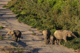 Elephant (Loxodonta africana), the desert adapted elephants, subspecies referred to as Loxodonta
