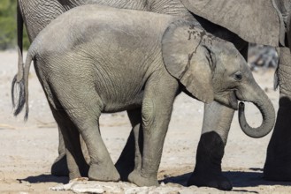 Elephant (Loxodonta africana), the desert adapted elephants, subspecies referred to as Loxodonta