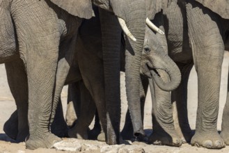 Elephant (Loxodonta africana), the desert adapted elephants, subspecies referred to as Loxodonta