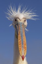 Great White Pelican (Pelecanus onocrotalus), portrait, Walvis Bay Lagoon, Namibia