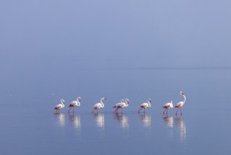 Greater Flamingo (Phoenicopterus roseus), Least Concern (LC), feeding in shallow water, Ramsar