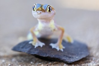 Palmatogecko (Pachydactylus rangei), perched on a rock, Namib desert, Namibia